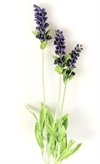 Lavendel med 3 stilke Længde ca. 60 cm. Du får som på foto.